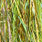 gaula green