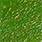 caddis green