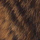 gold grizzly black barred