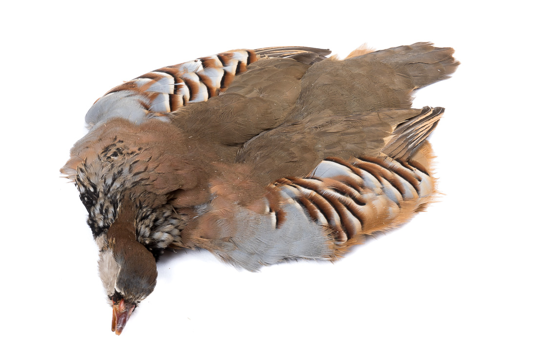 Veniard French Partridge Complete Skin 