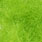 insect green