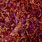 07 bronze/red-violet