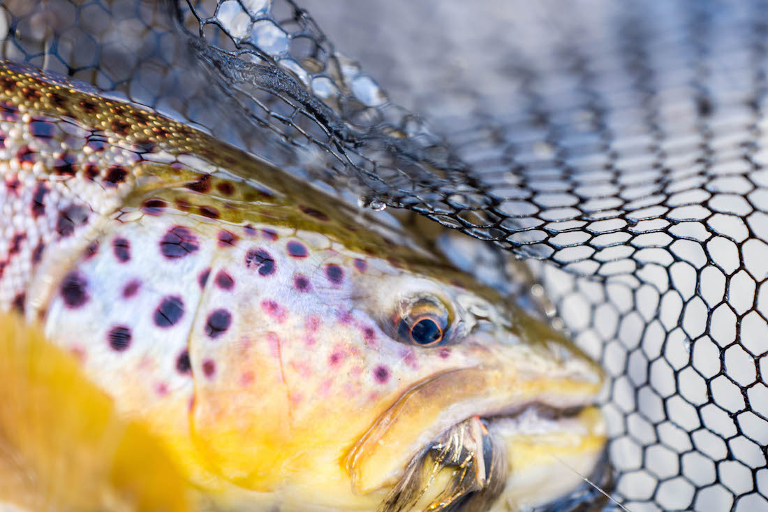 The Best Streamers For Trout
