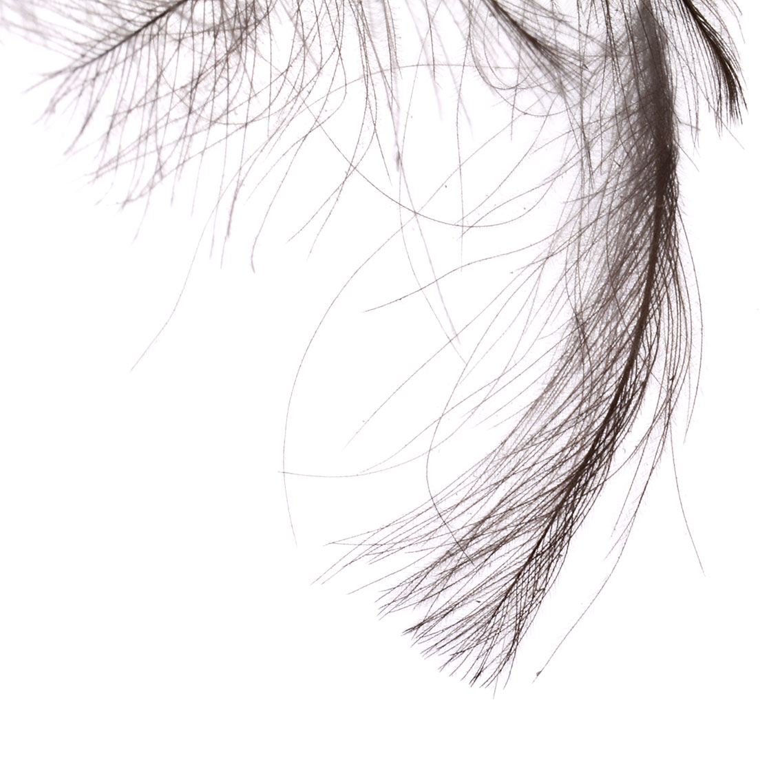 P-24499_fulling-mill_cdc-federn_feathers_bulk-pack_detail