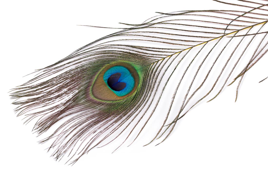 05993-veniard-peacock-eye-tops-yellow yellow