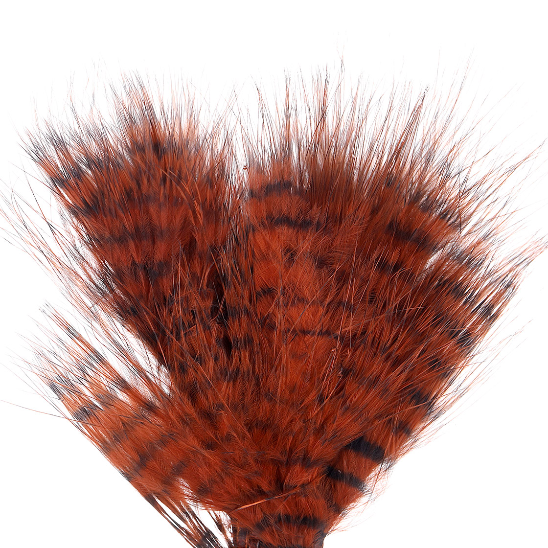 burnt orange/barred black