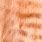 peach brown barred