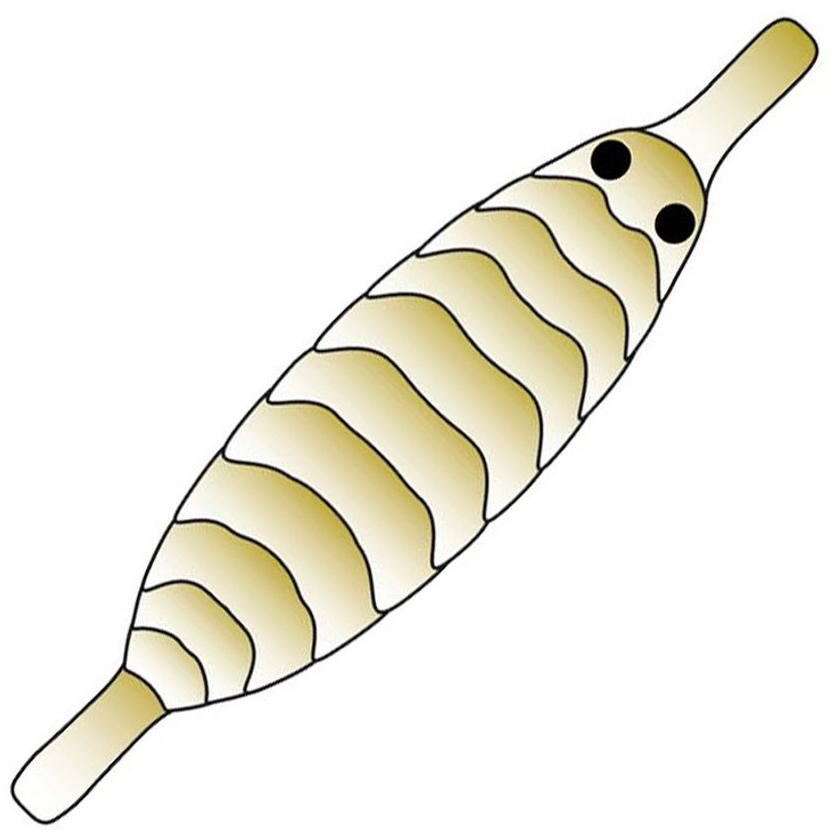 P-27711_Pro_Sportfisher_Gammarus_Shell_Back_2 Olive