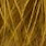 lion yellow