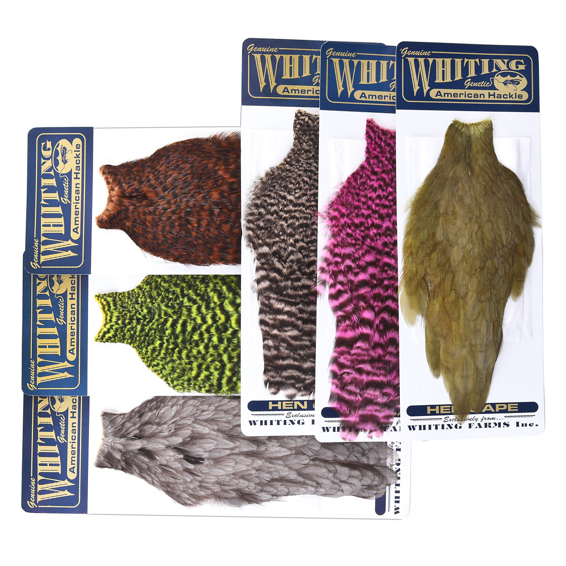 P-25377_Whiting-American-Hen-Cape_titel Whiting American Hen Cape