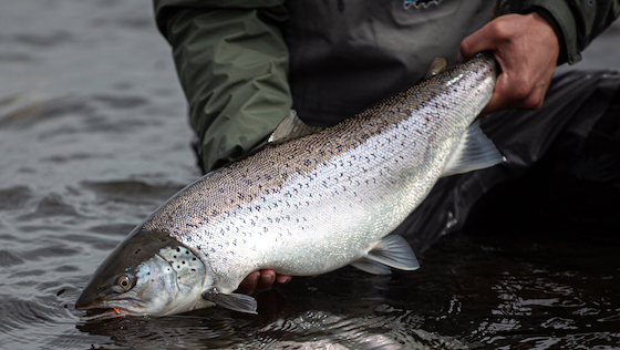 Erfolgreich auf Meerforelle im Herbst How to catch Sea Trout in the Autumn