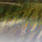 green sardine