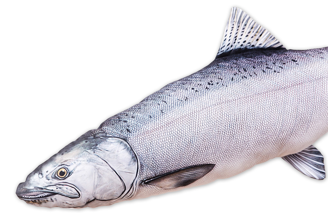 P-29182_Fischkissen_Kuscheltier_Chinook_Konigslachs_90cm_2