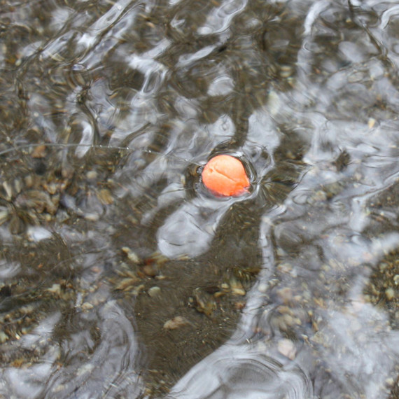 loon_biostrike-indicator-in-use Hoch schwimmend