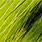89 chartreuse