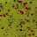 black/chartreuse