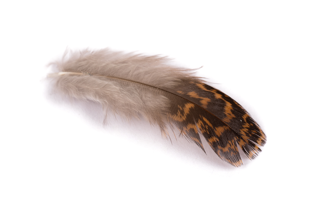 veniard-grouse-body-plumage-2