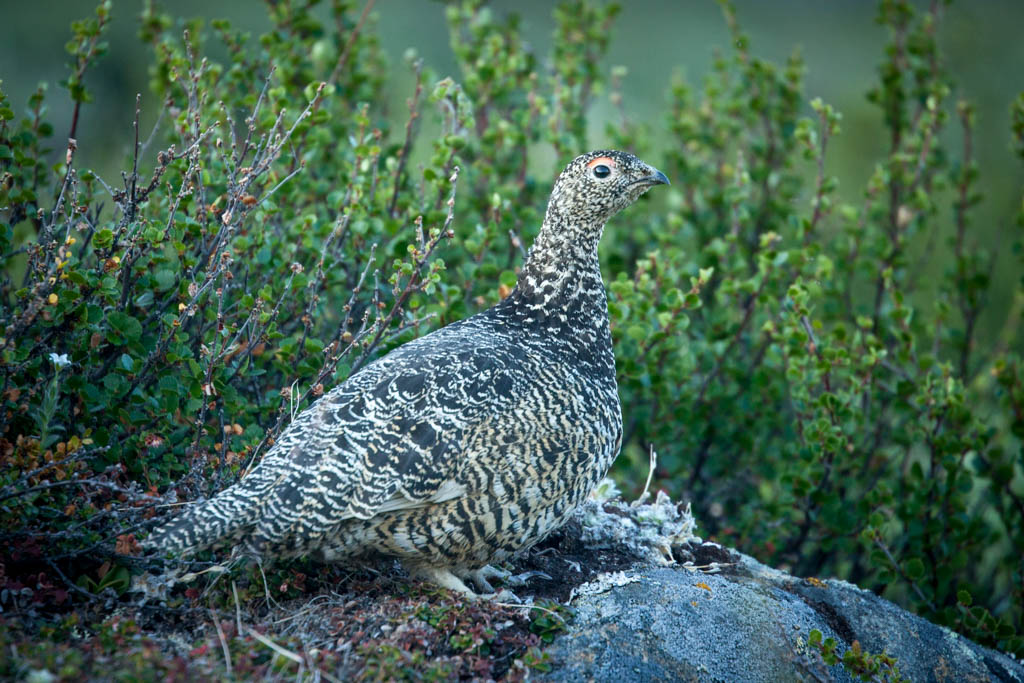 greenland-45 - Grönland 2014