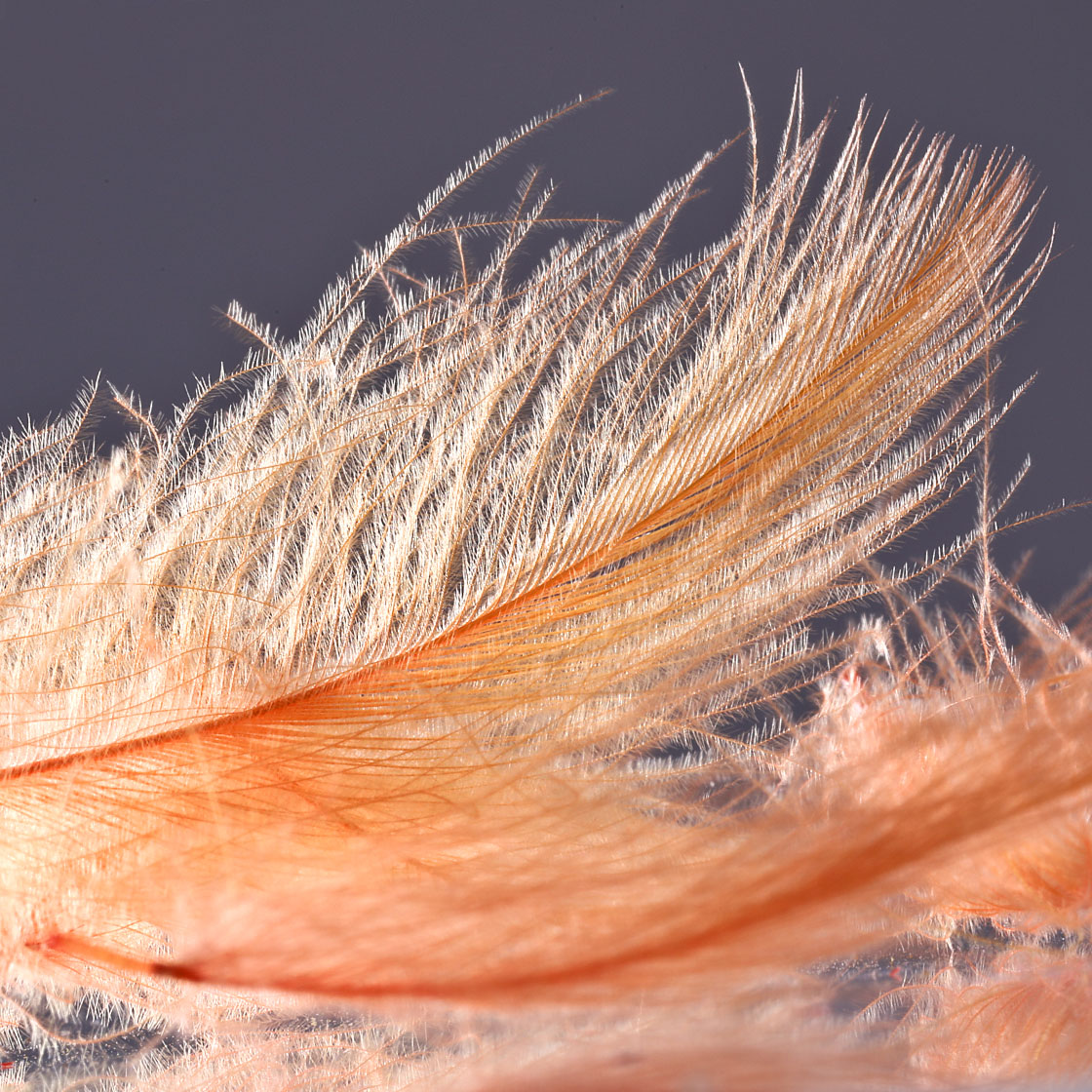 P-03366_Hends-CDC-selected_detail-2