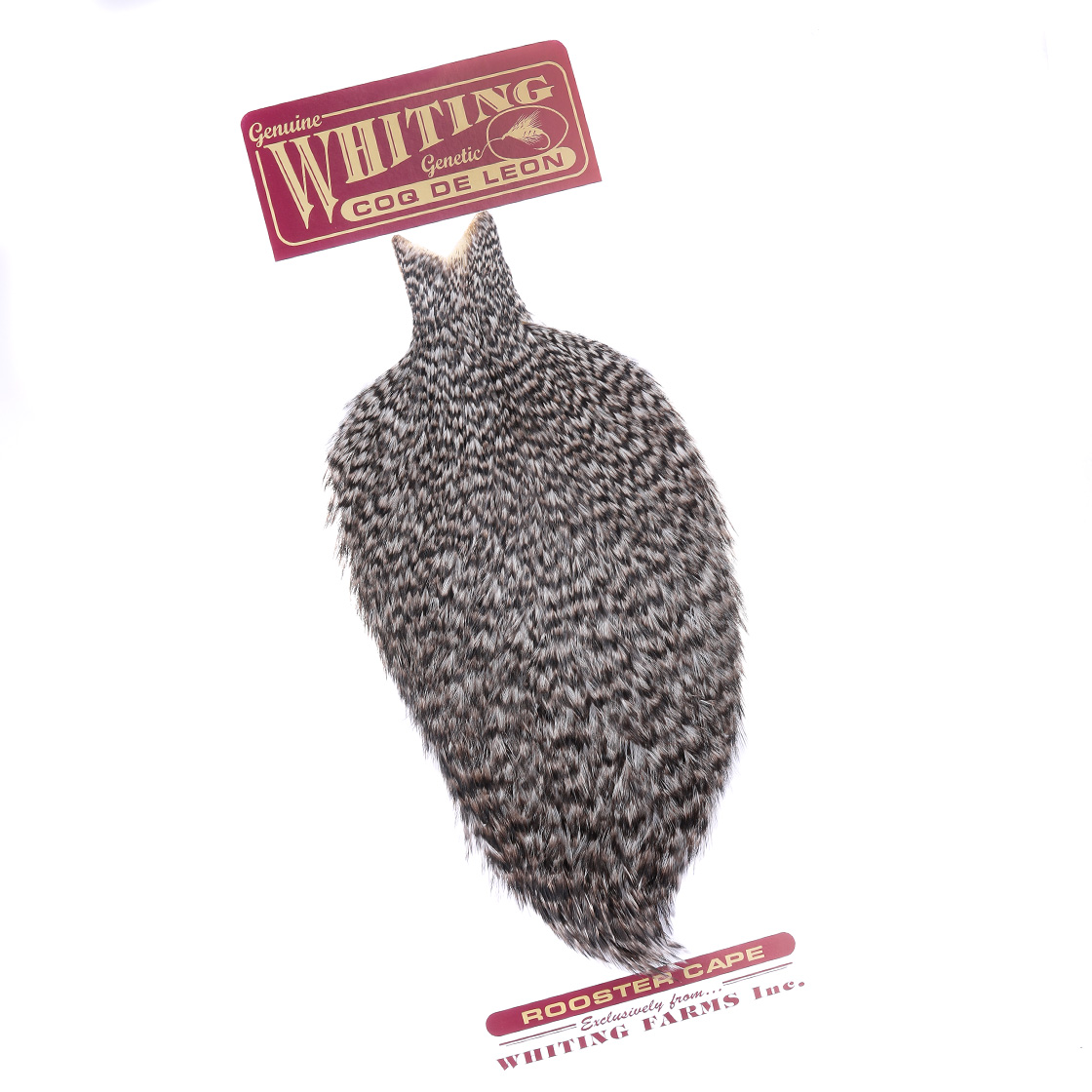 P-25392-12_Whiting-Coq-de-Leon-Cape_grizzly grizzly