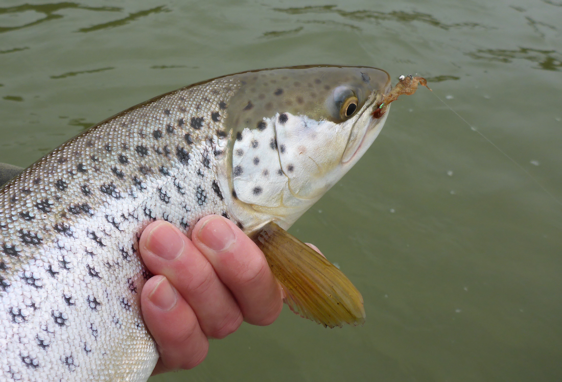 _adh-fishing_Meerforellenfliege_Brown_Prey