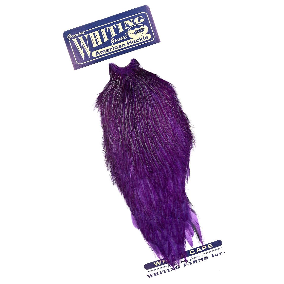 white dyed purple