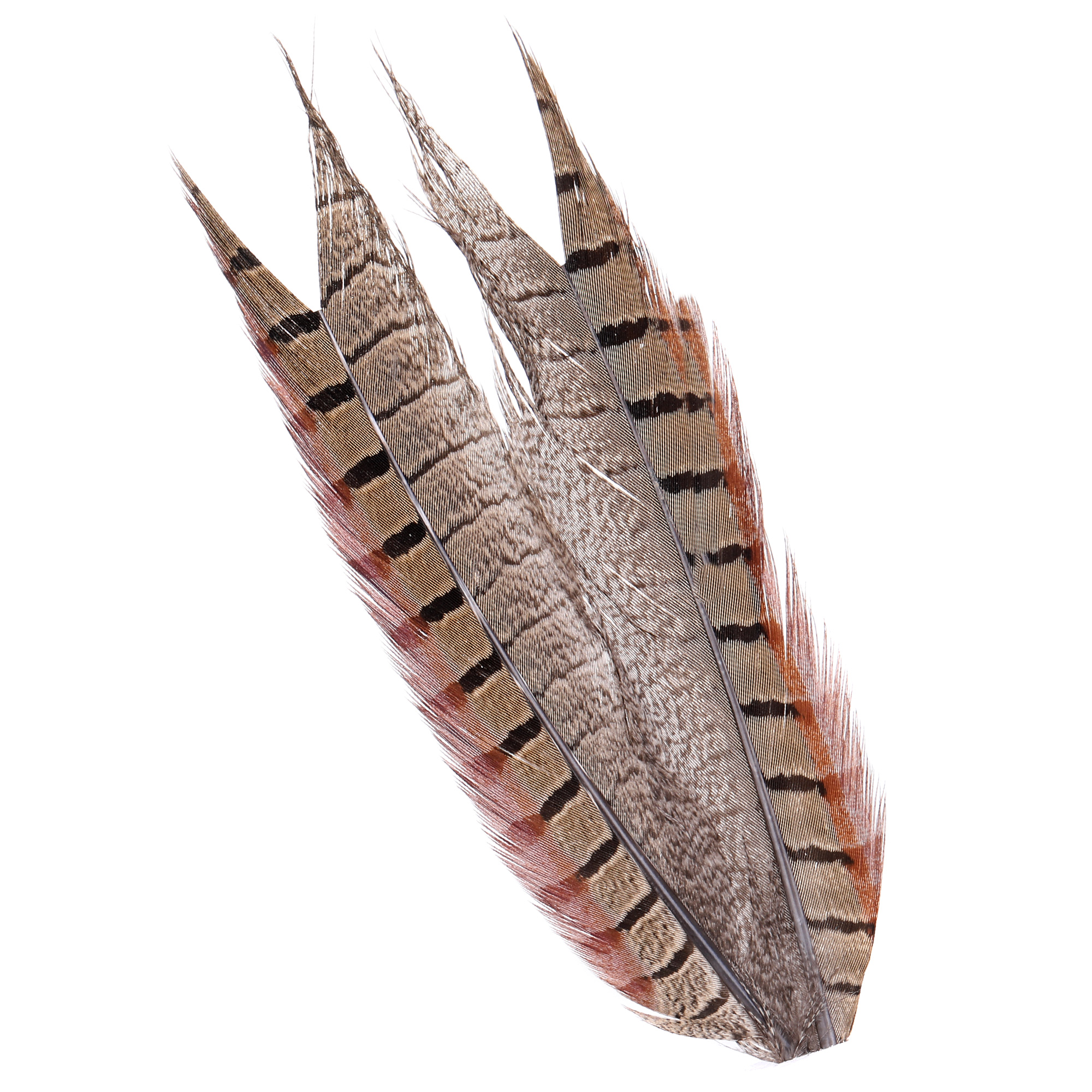 Wapsi Ringneck Pheasant tail Natural 2pc Wapsi Ringneck Pheasant tail Natural 2pc