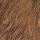 gold grizzly