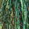 highlander green