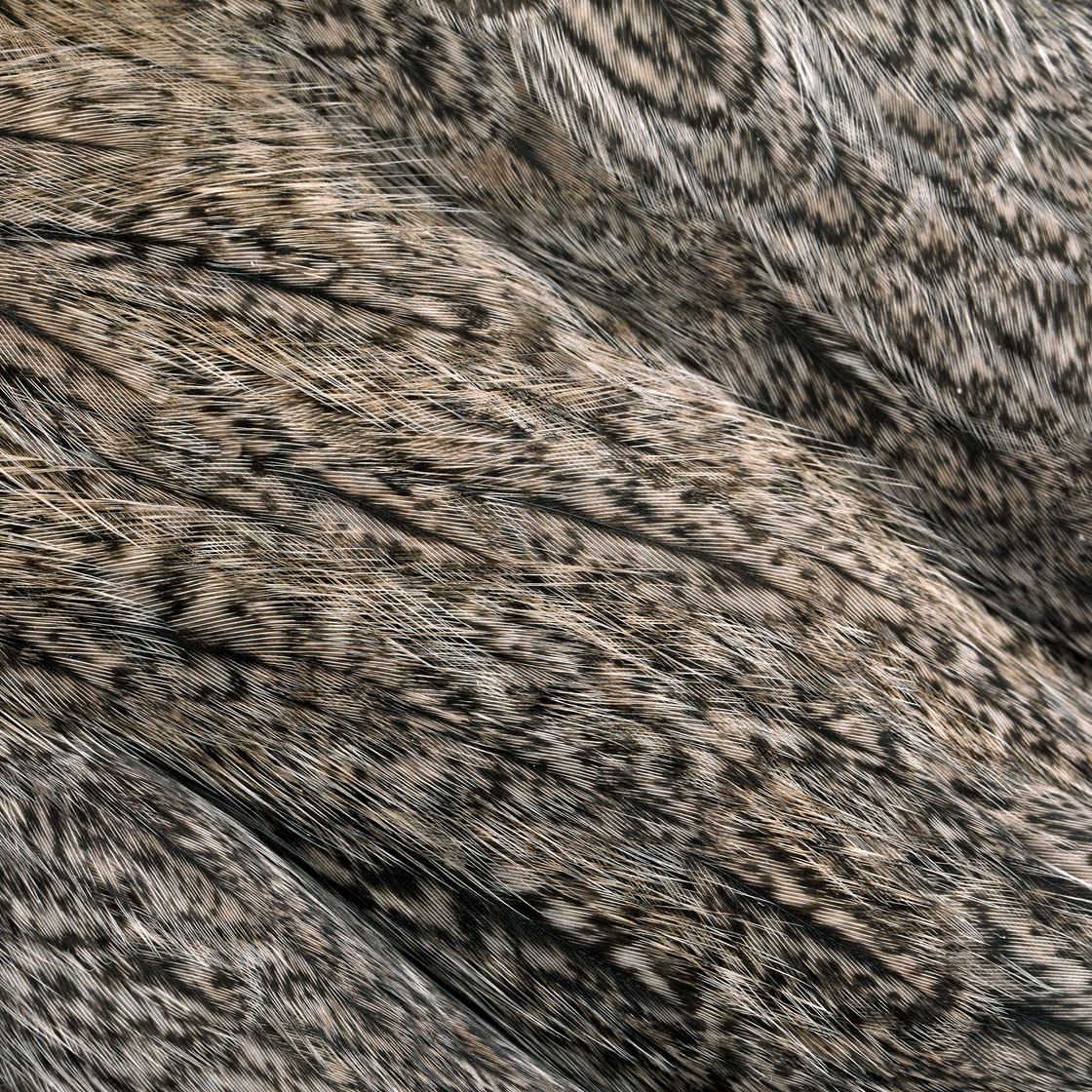 P-25393_Whiting-Coq-de-Leon-Hen-Cape-Brown-Speckled_detail-2