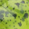 cilantro lime