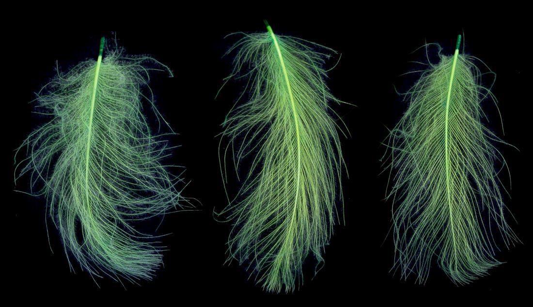 09810-hends-cdc-federn-89 89 chartreuse