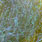 uv light olive