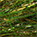 pike