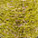golden olive