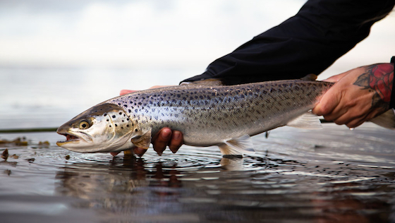 Baltic Sea Trout 2.0 - Field Test