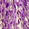 purple uv barred