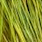 gaudy green
