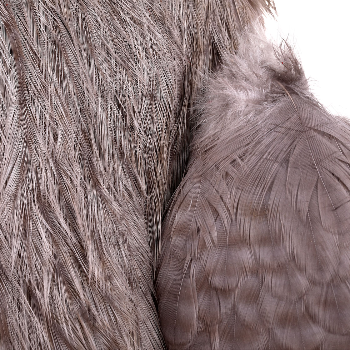 P-25375_Whiting-4-B-s-Rooster-Cape_detail-3