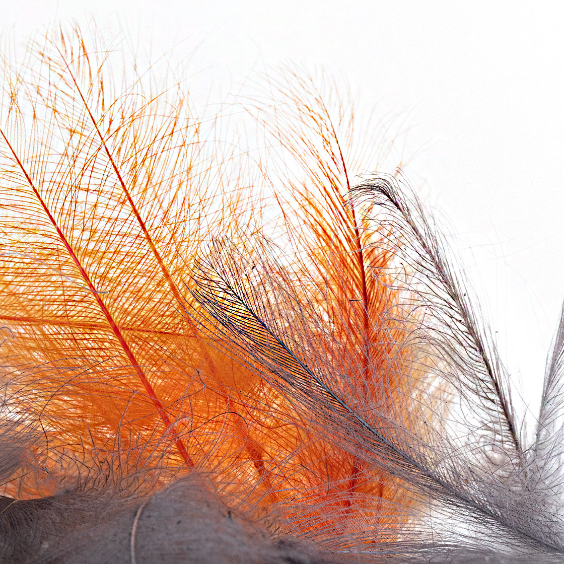 06107-SwissCDC-CDC-Feathers-Ultra-Select-XL-Federn-Titel-neu