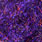 06 black violet/red-bronze