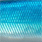 blue shad