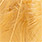 ginger