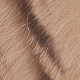 ginger black barred