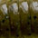 green pumpkin chartreuse uv #131