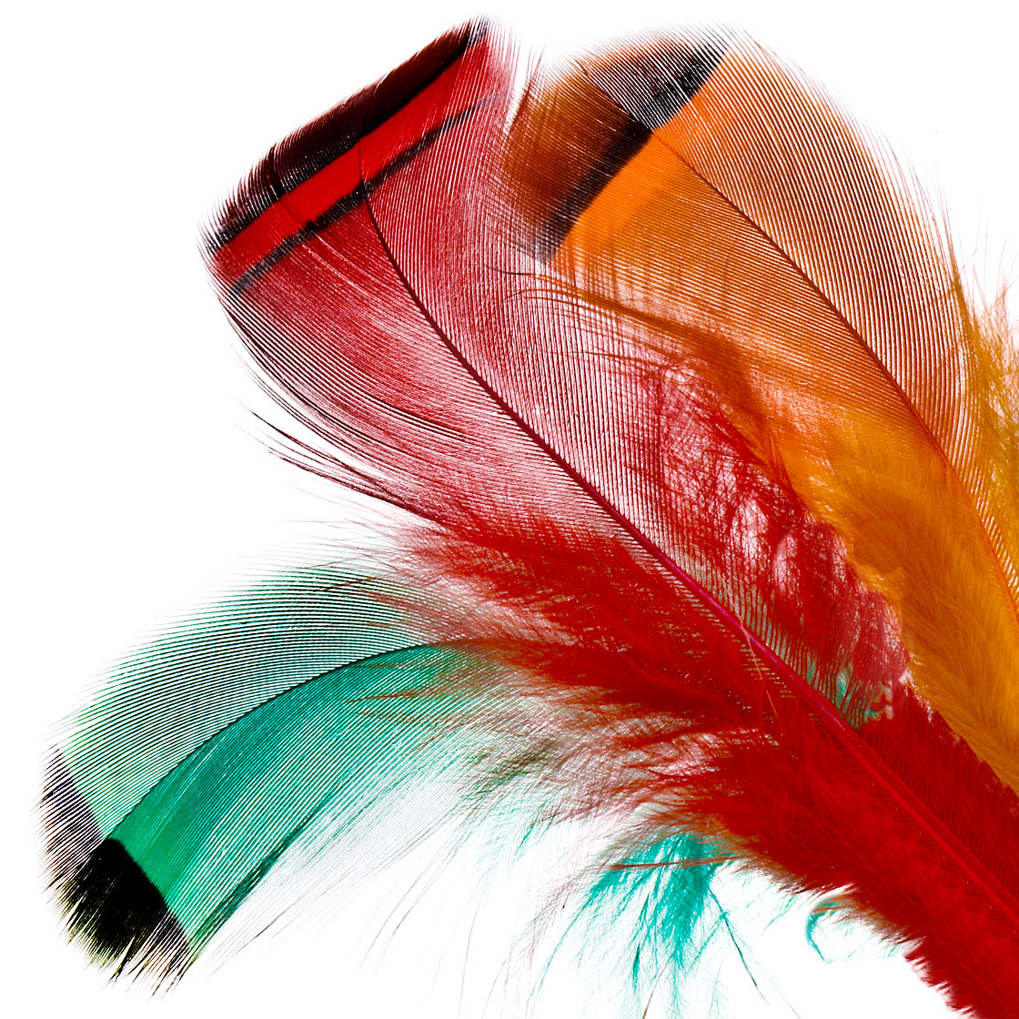 P-13355_Veniard-French-Partridge_titel-neu