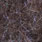 dark hares ear uv