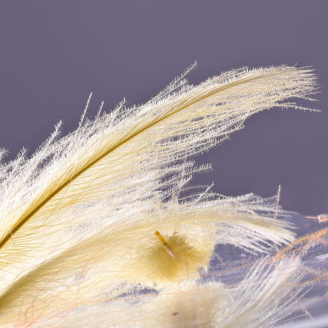 P-03366_Hends-CDC-selected_detail