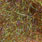 uv olive brown