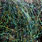 peacock green